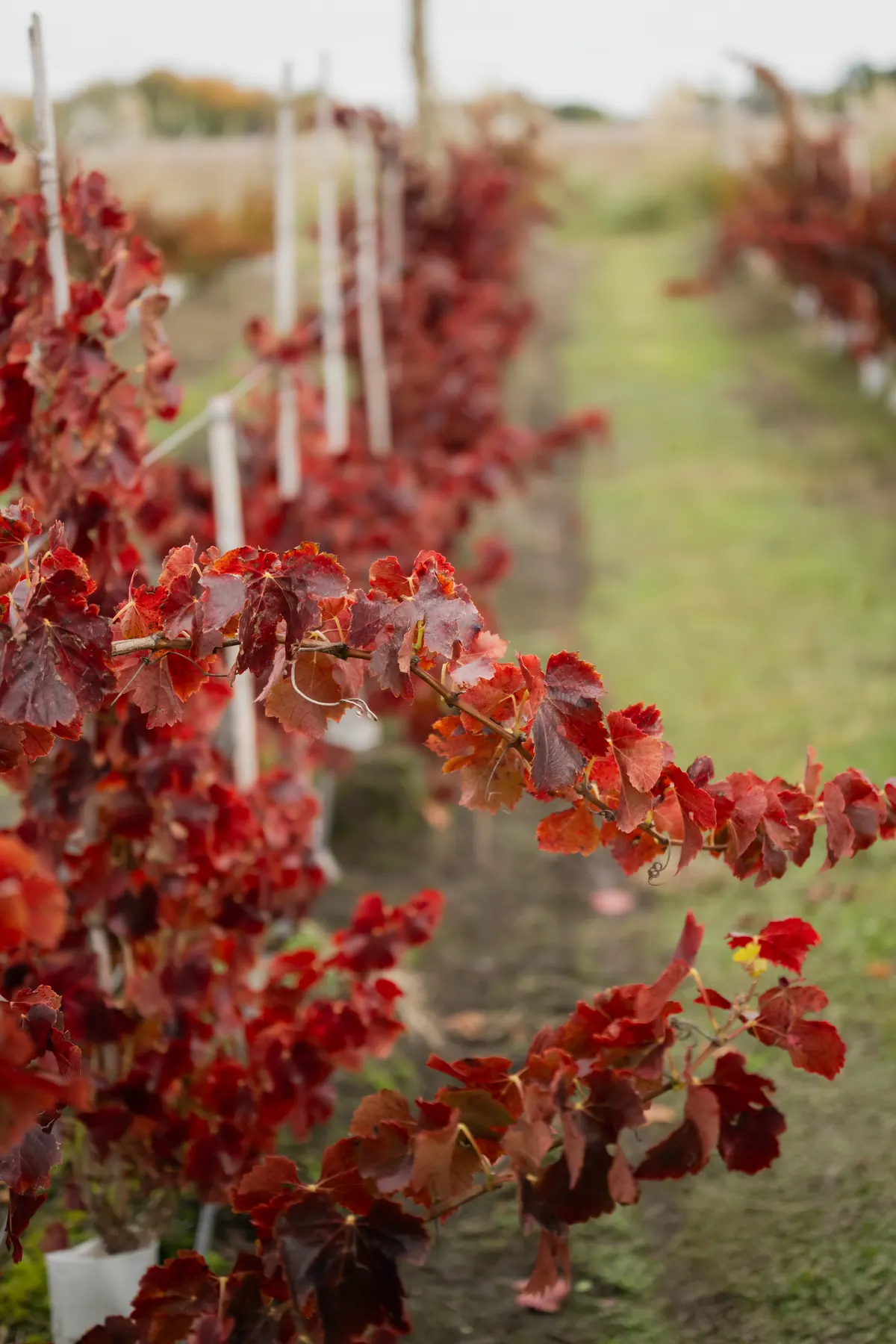 Vinos oceánicos: cuando las olas impactan en el terroir