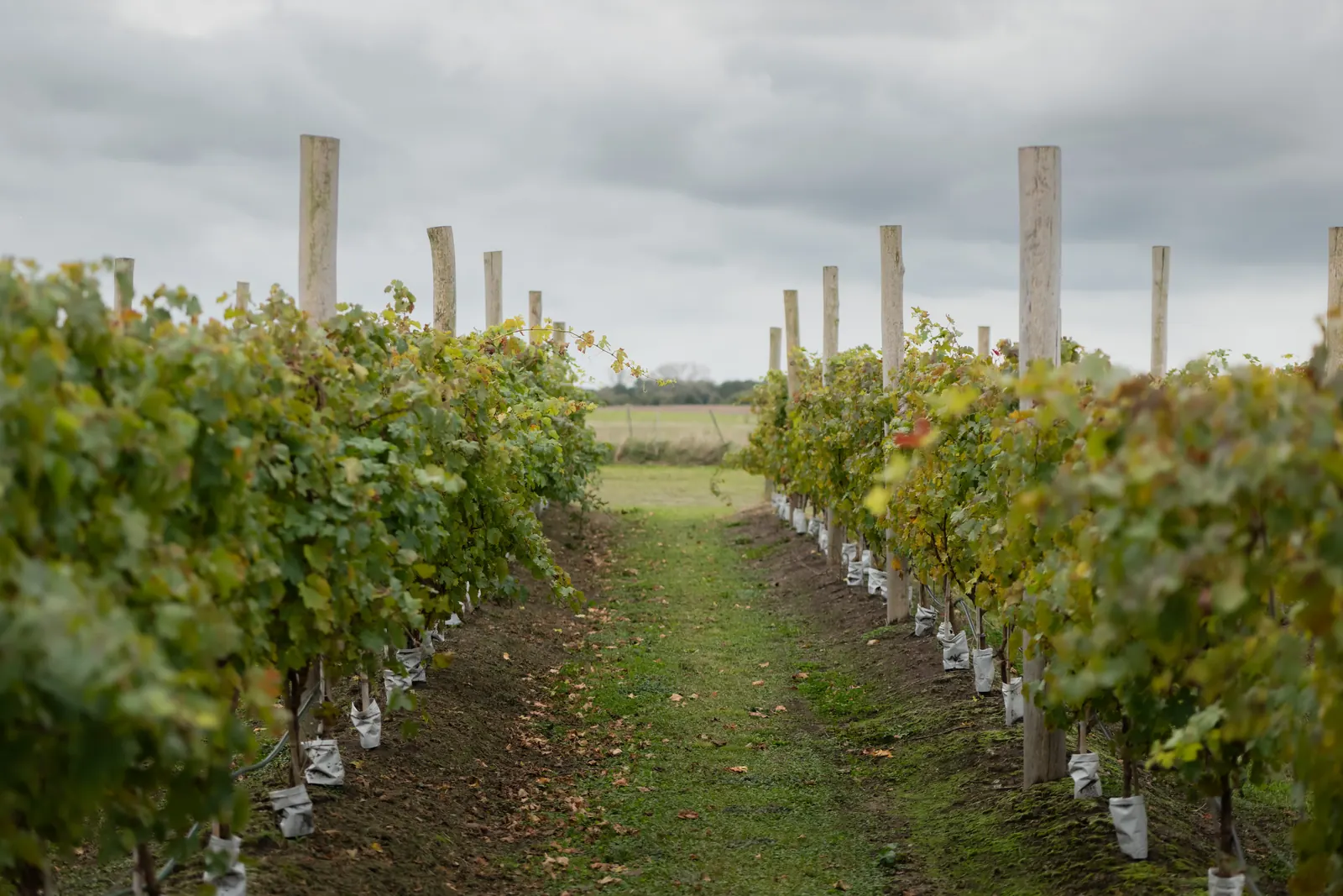 Vinos oceánicos: cuando las olas impactan en el terroir