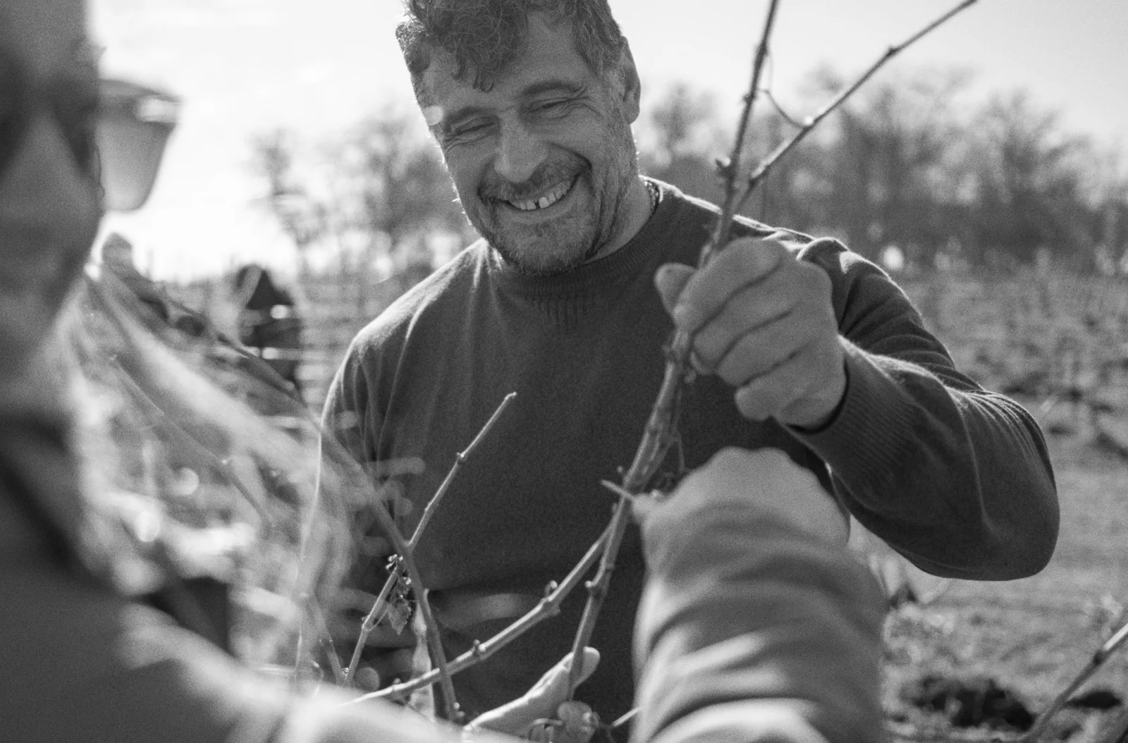 Poda de invierno: el punto de partida de la próxima gran cosecha