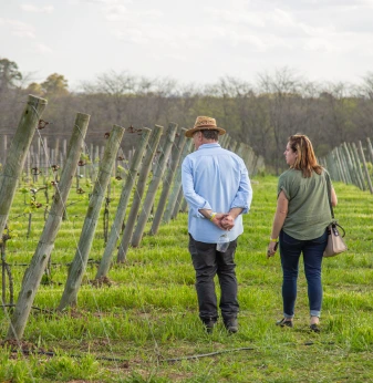 Fincas residenciales con viñedo propio