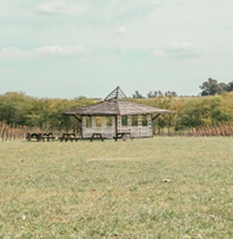 Viñedos de Bodega Gamboa