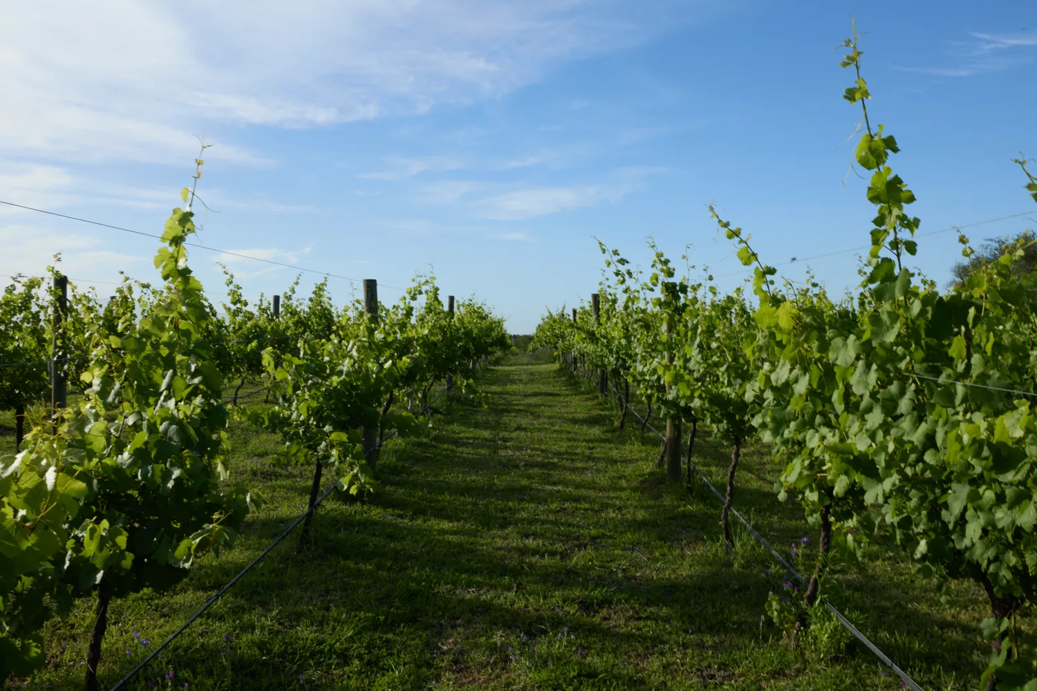 Bodega, viñedo y restorán Gamboa Campana