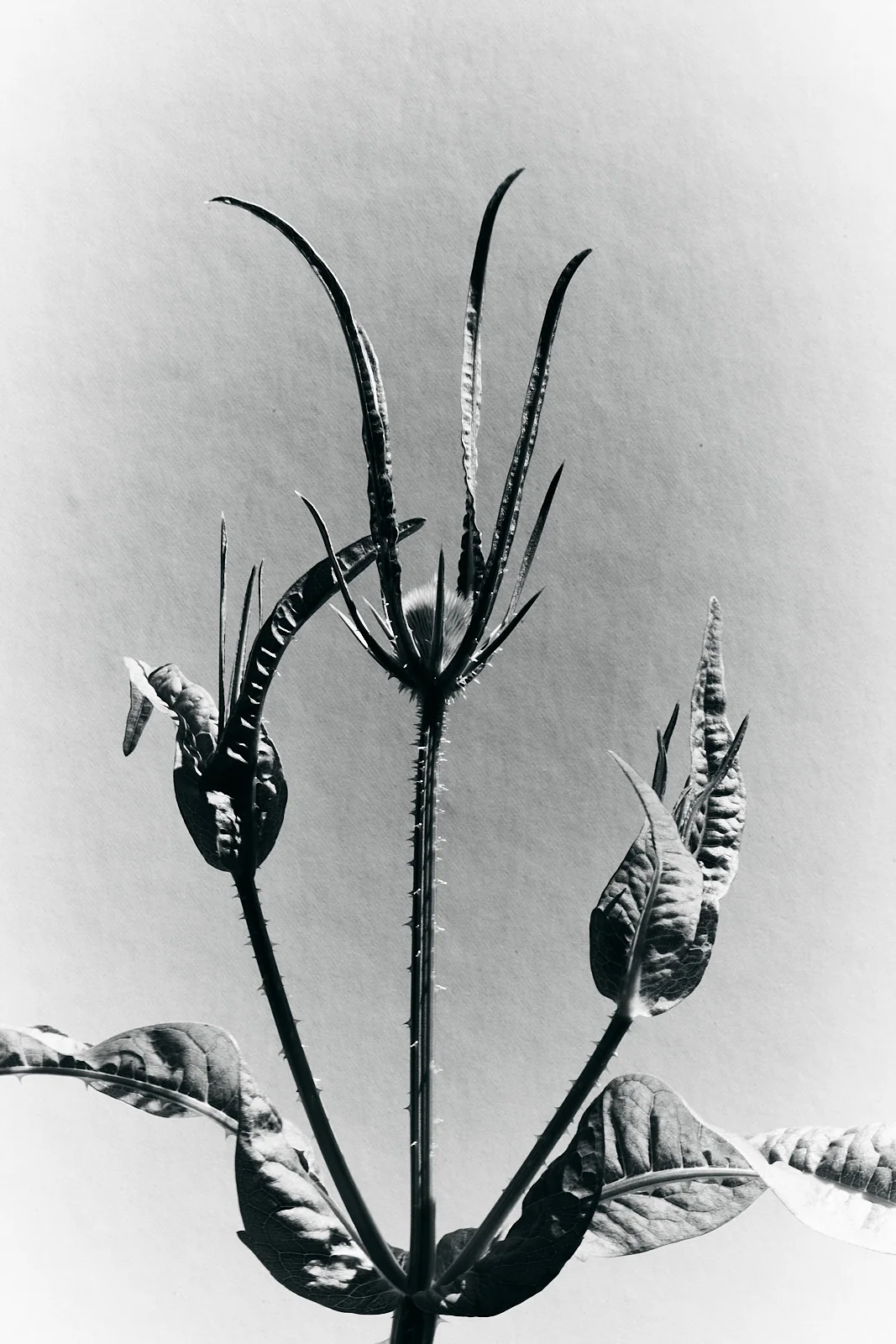 Atlántica — 6