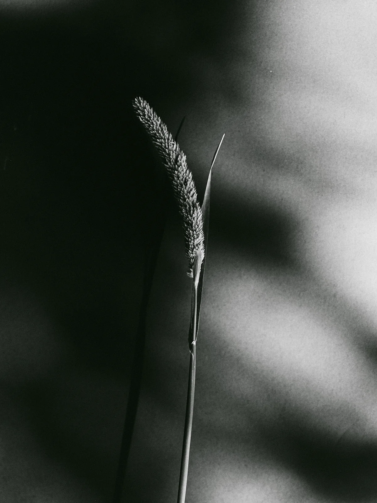 Atlántica — 9