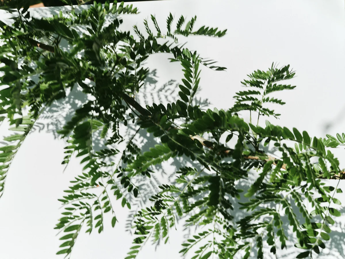 Atlántica — 12