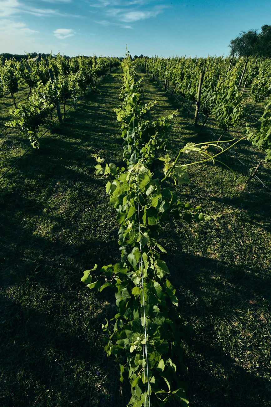Mi Finca