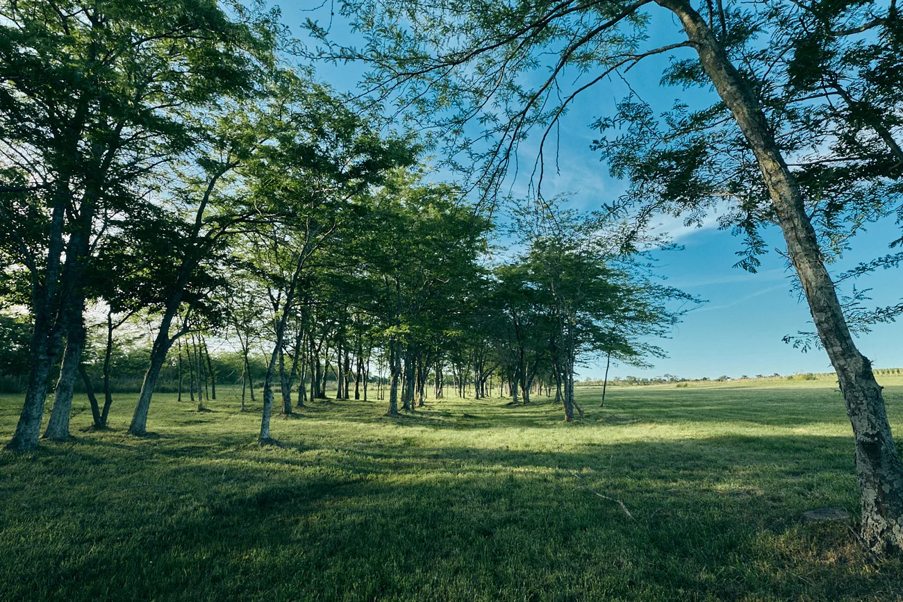 Bosque nativo del entorno Gamboa