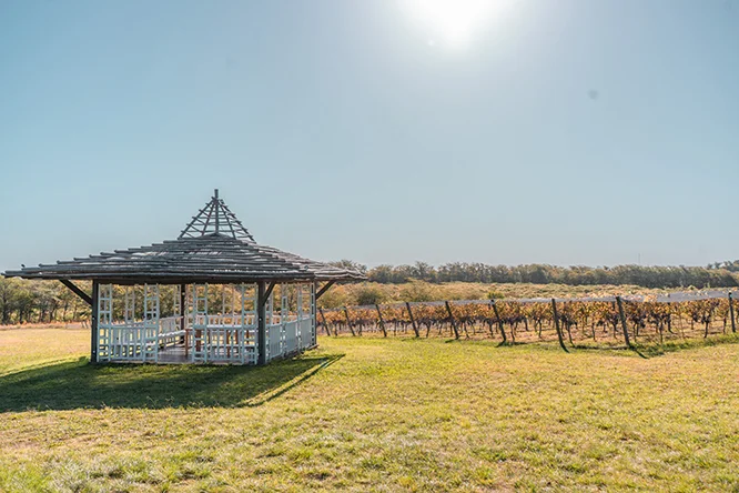 Recorrido por el viñedo de Bodega Gamboa