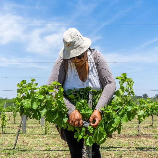 Viñedo de Bodega Gamboa entre Cardales y Campana