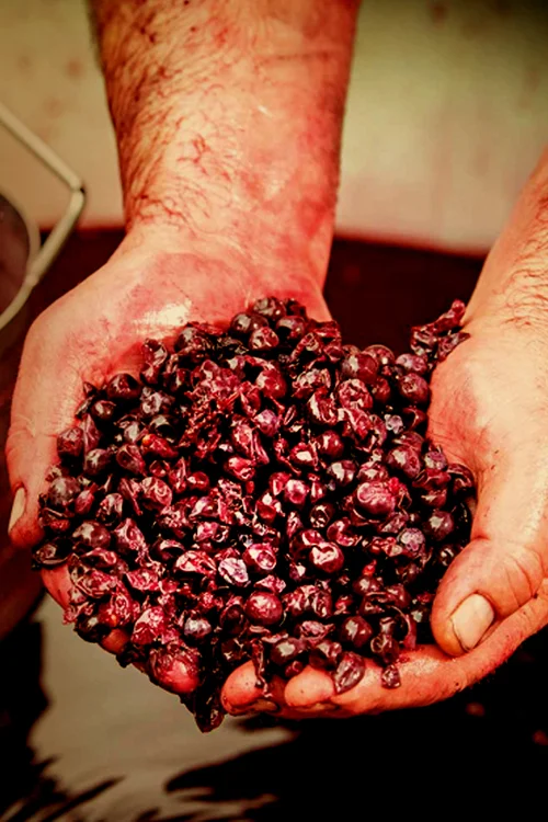 Cata técnica de vinos y capacitación en enología profesional