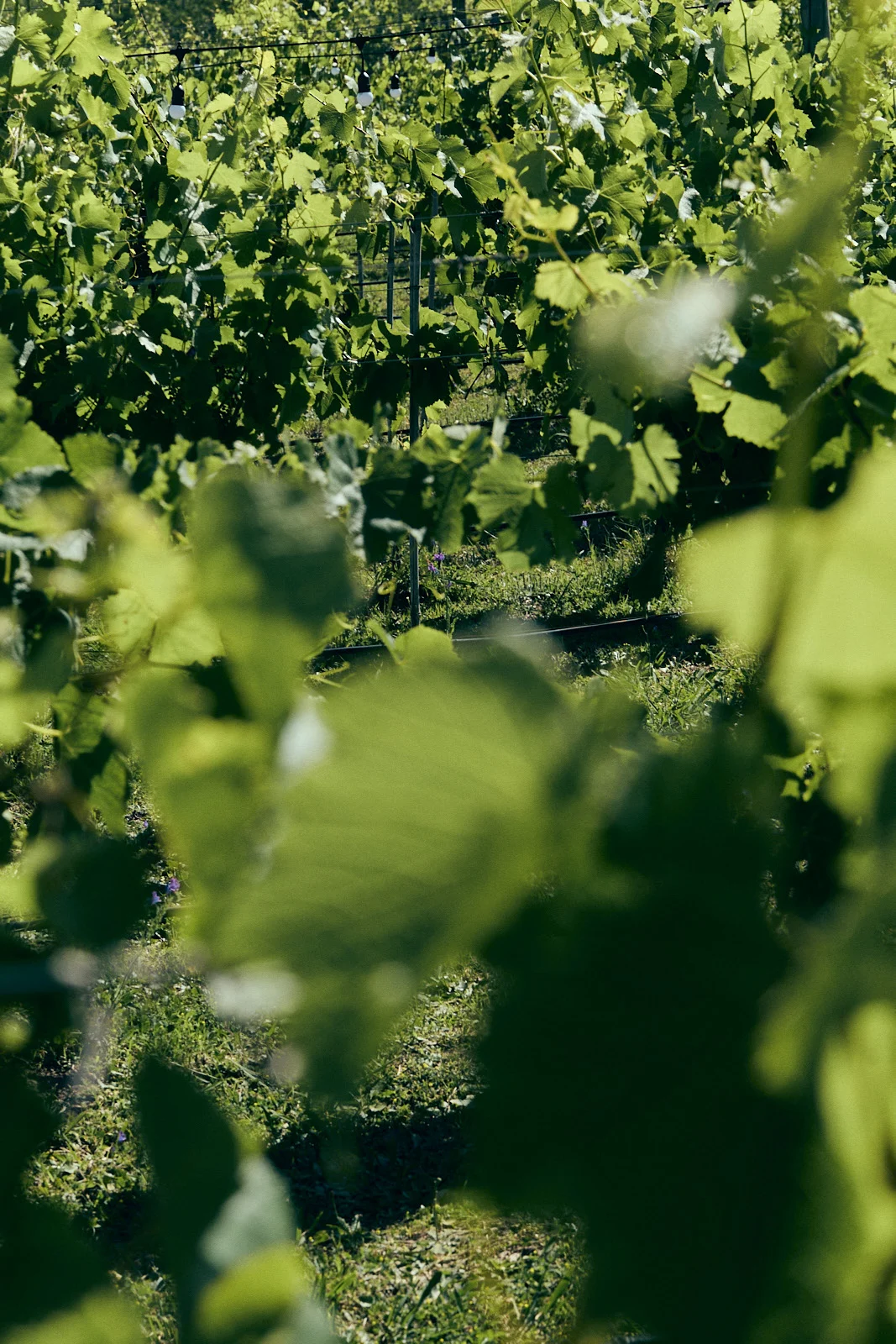 Viñedo de Bodega Gamboa