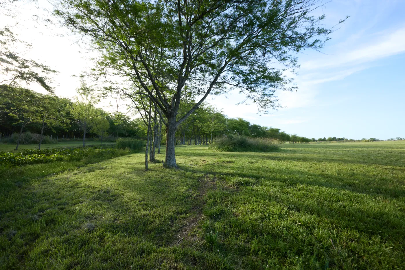 Árbol en el campo