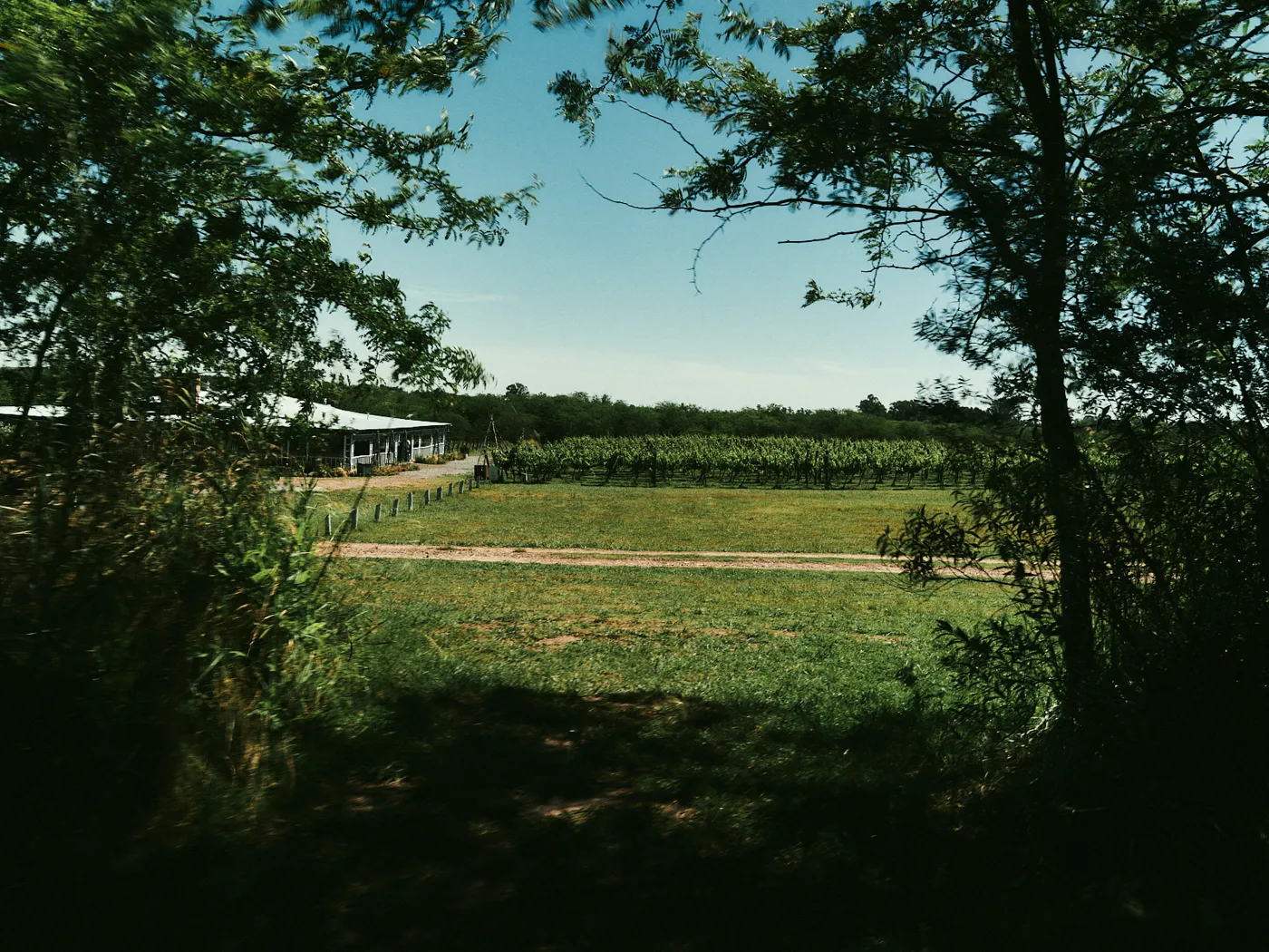 Campo y viñedo de Gamboa