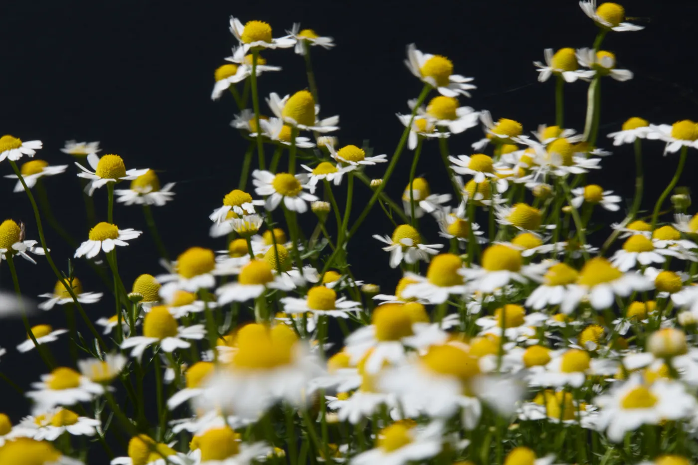 Flores de manzanilla