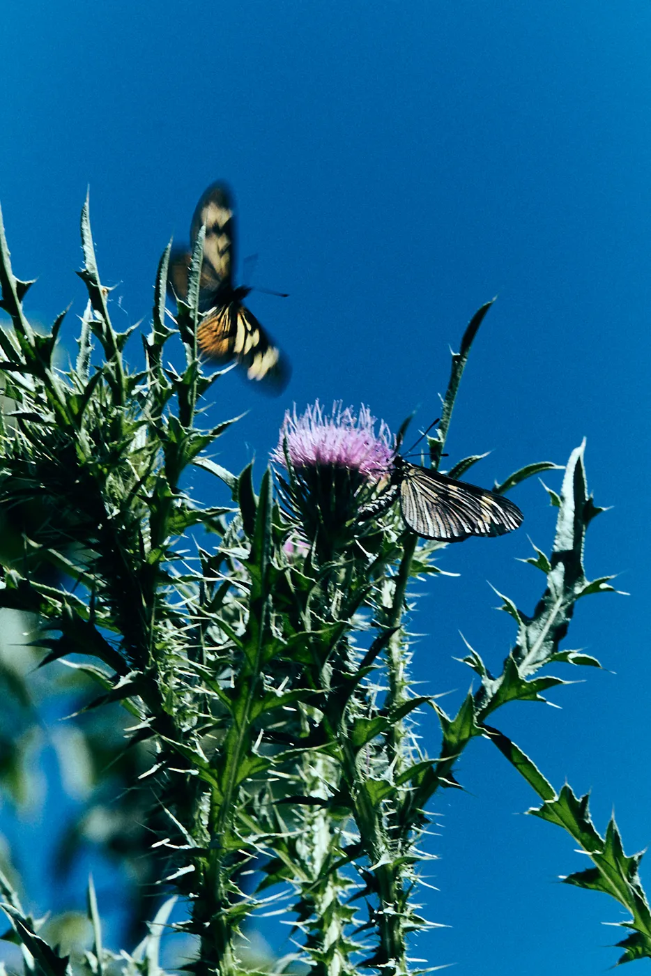 Mariposa sobre cardo