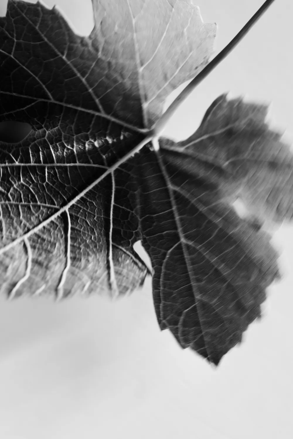 Hoja de vid en detalle