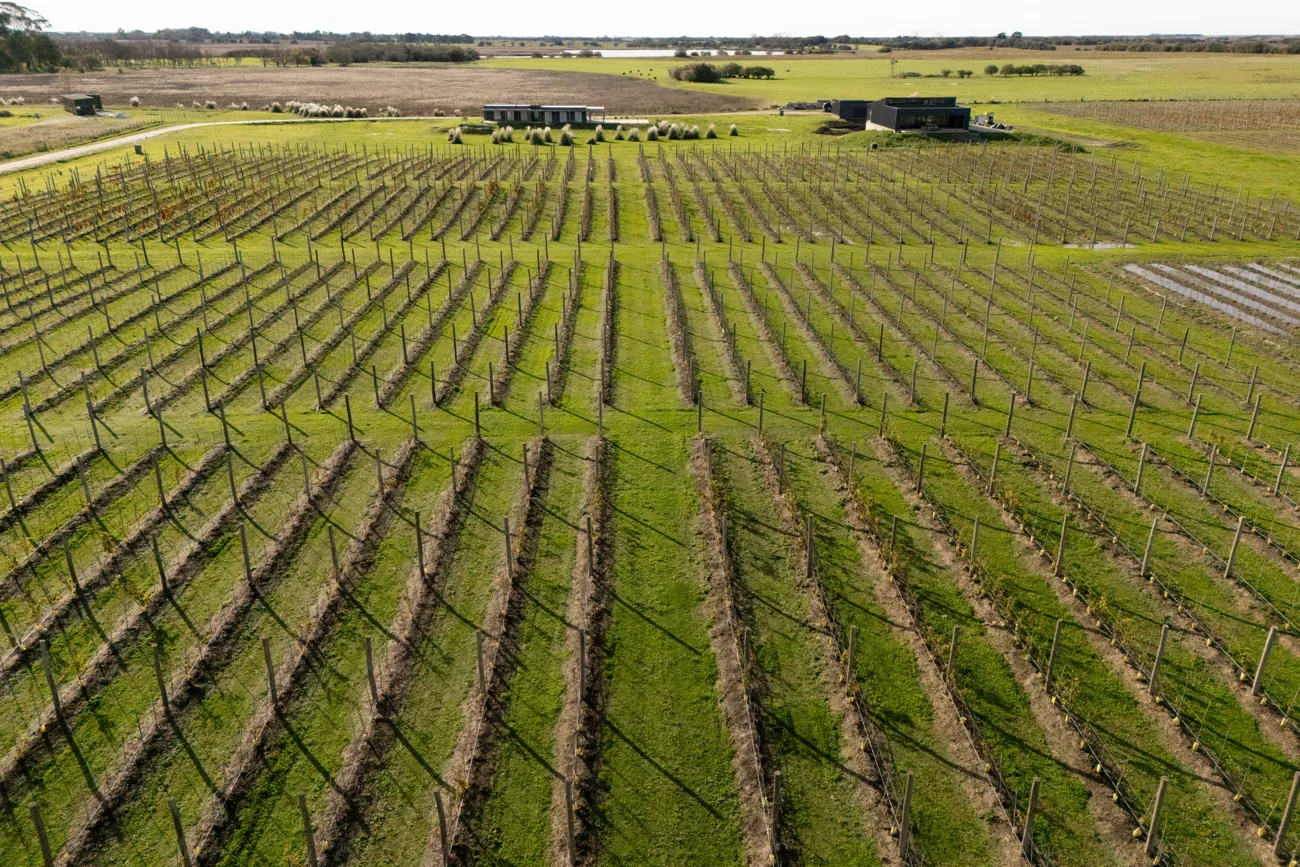 Vinos Atlántica — viñedo costero