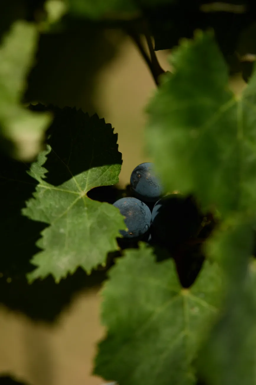 Vinos Campana — viñedo