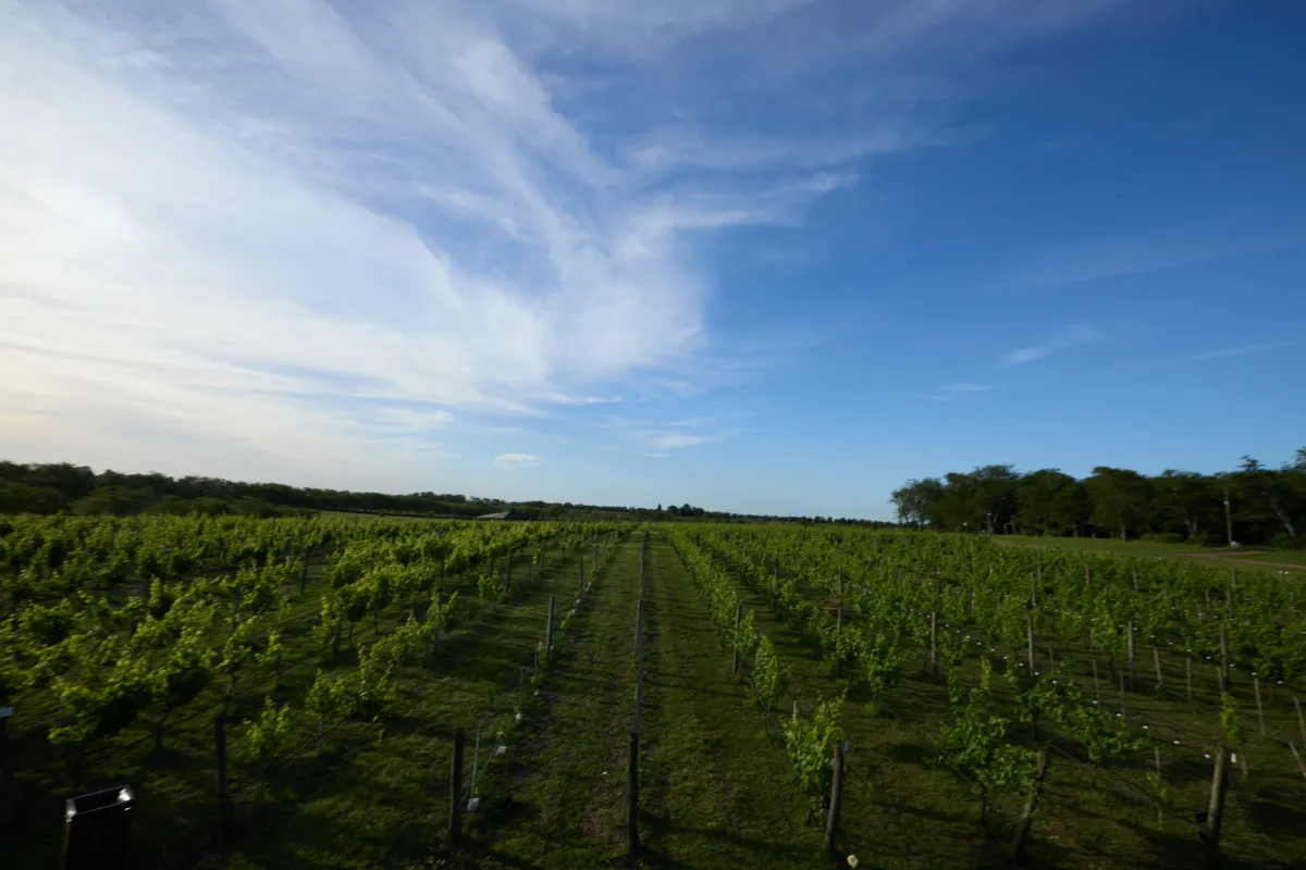 Viñedo de Bodega Gamboa en Campana