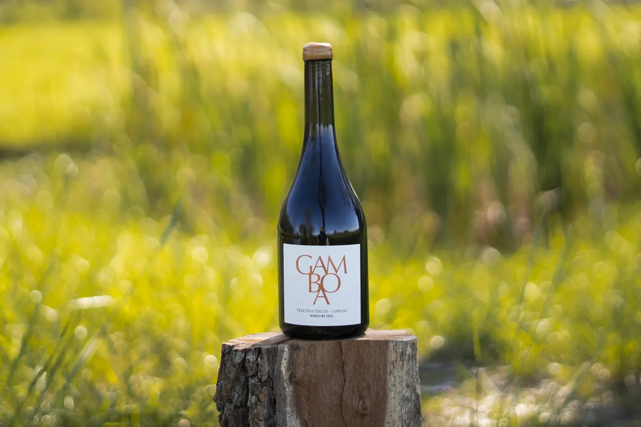 Vino Gamboa Marcelina, 2024