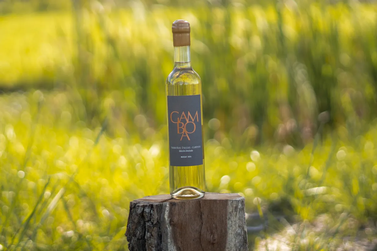 Vino Gamboa Muscat, 2024