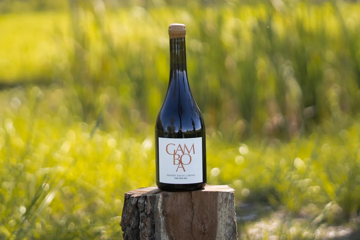Vino Gamboa Out of Wood, 2024